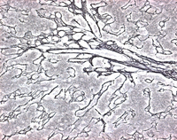 ISOSLIDEÂ® Reticulin control slides